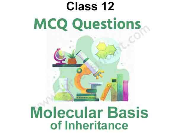 Molecular Basis of Inheritance MCQs For Class 12 Biology Free PDF